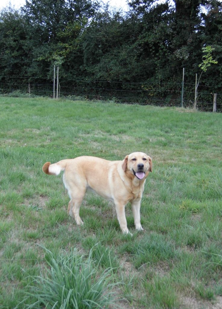 Les Labrador Retriever de l'affixe De L'harmonie Du Bonheur