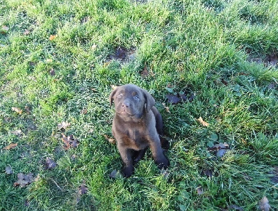 De L'harmonie Du Bonheur - Labrador Retriever - Portée née le 09/10/2023