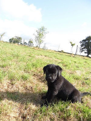 De L'harmonie Du Bonheur - Labrador Retriever - Portée née le 19/06/2024