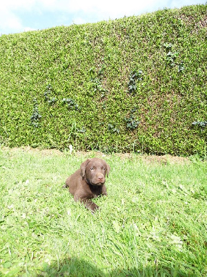 De L'harmonie Du Bonheur - Labrador Retriever - Portée née le 04/04/2024