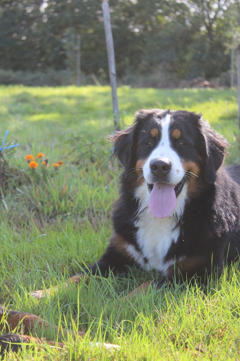 Vicky De L'harmonie Du Bonheur