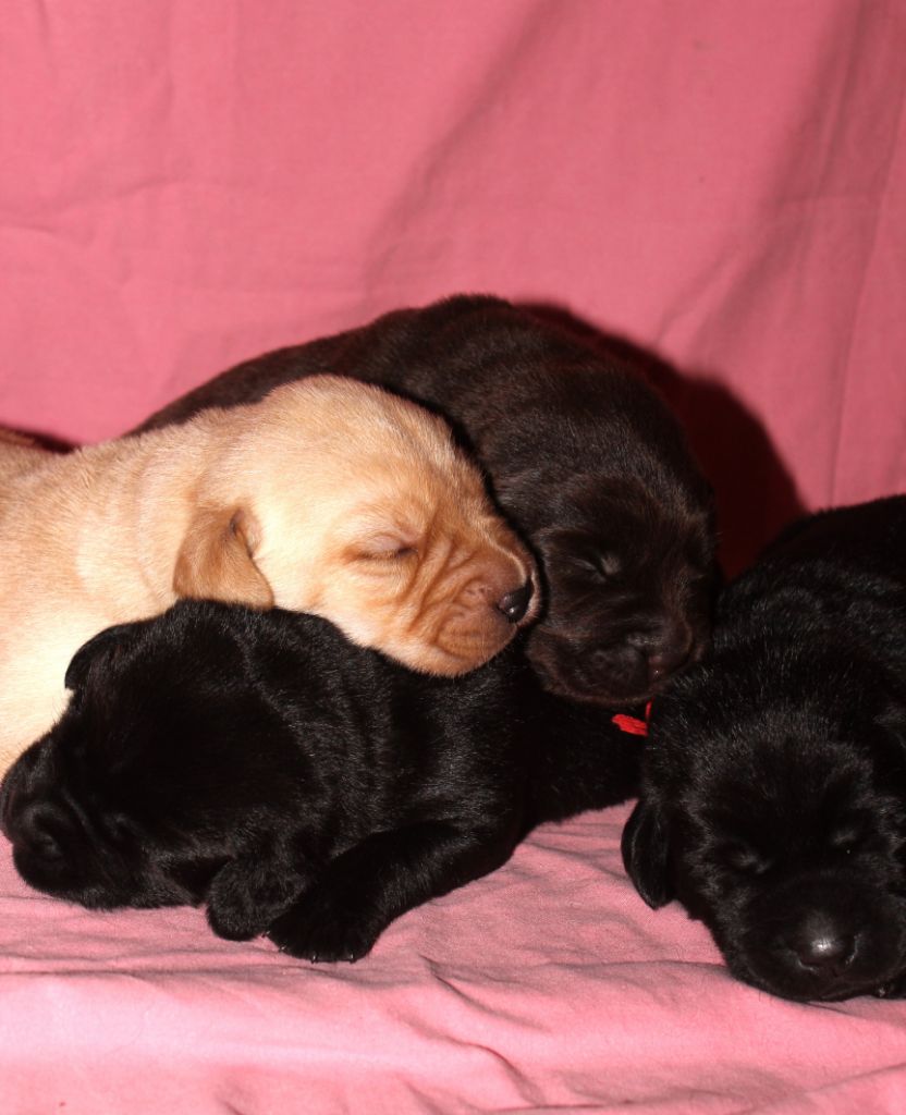 Chiot labrador à réserver