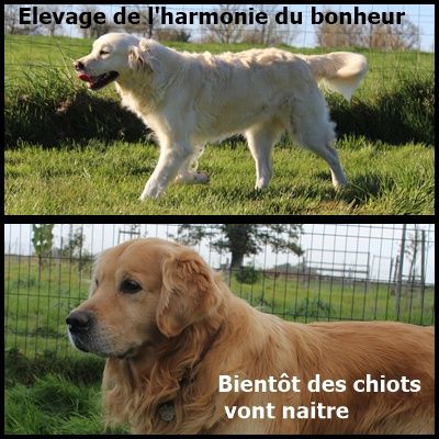 Bientôt des chiots vont naitre