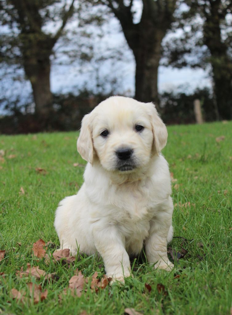 Les chiots sont nés