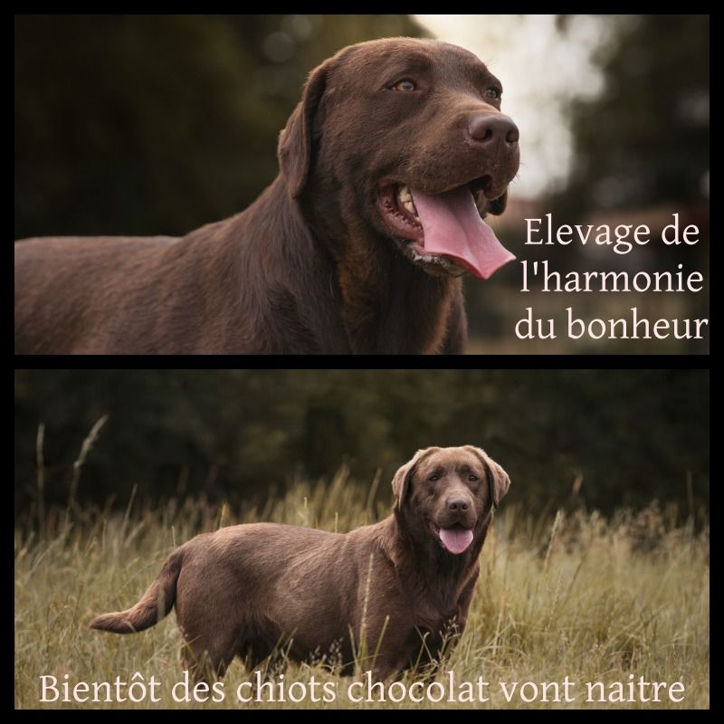 Bientôt des chiots vont naitre
