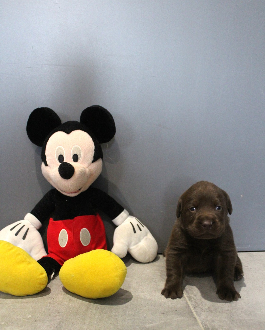 Les chiots sont nés