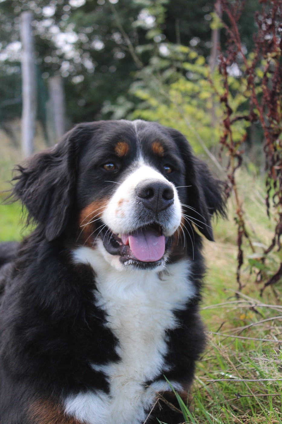 Bientôt des chiots vont naitre