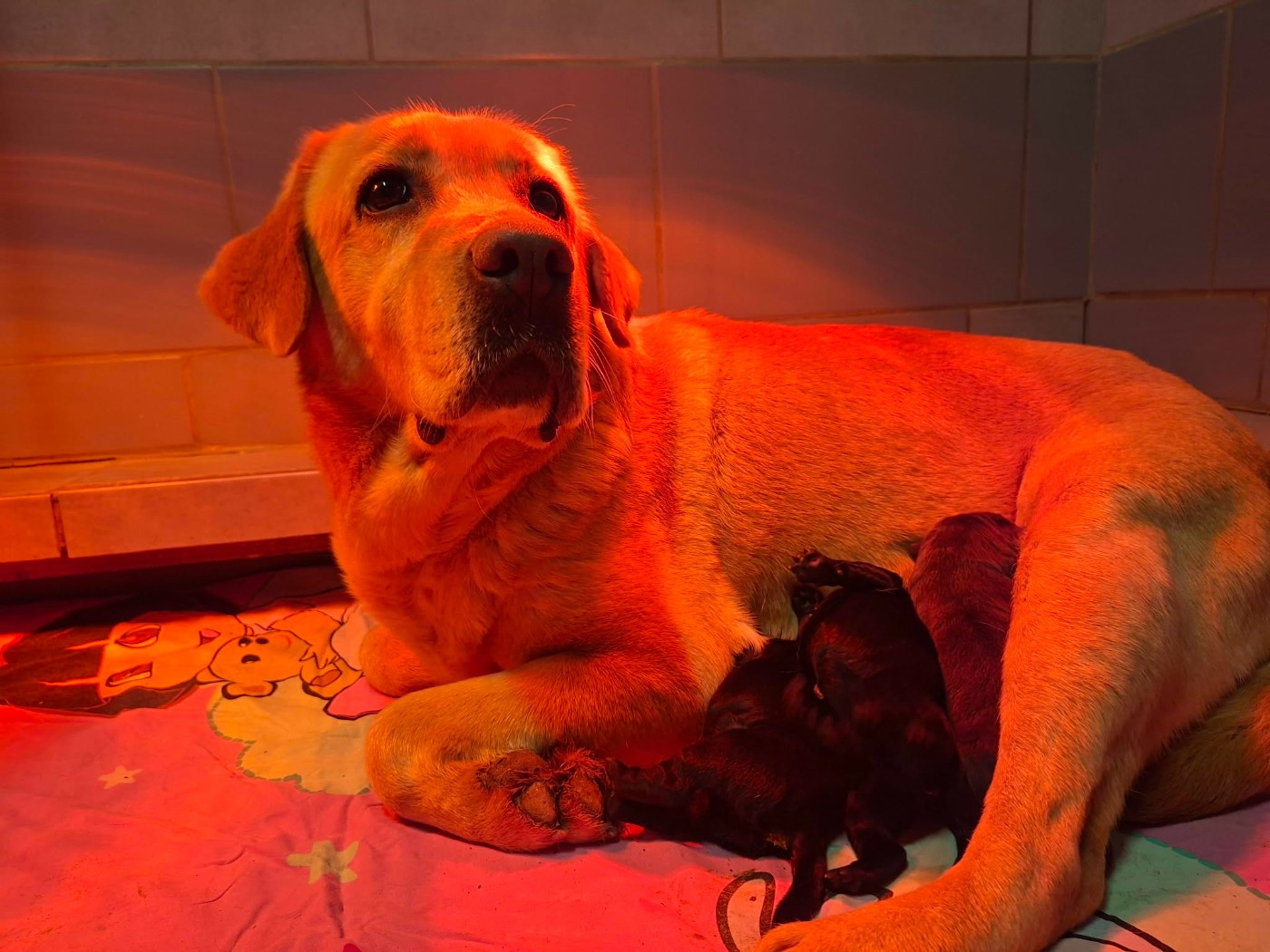 Les chiots sont nés