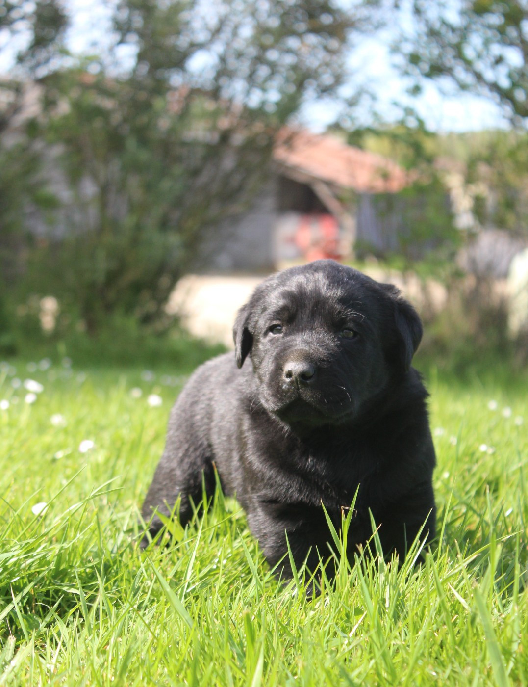 Les chiots sont nés