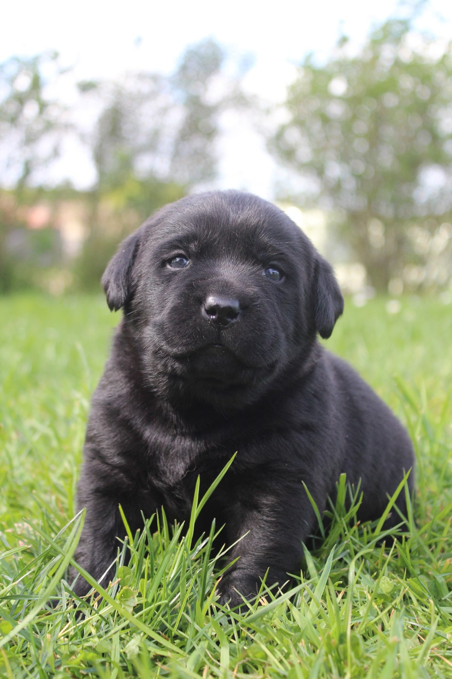 Les chiots sont nés