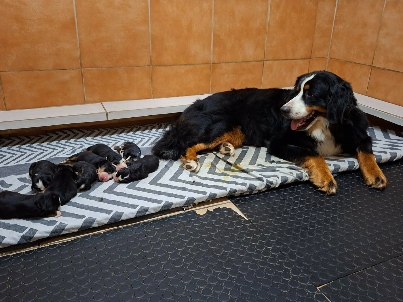 Les chiots sont nés