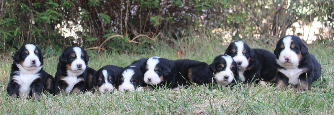 Les chiots sont nés