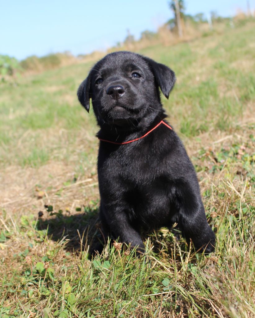 De L'harmonie Du Bonheur - Chiot labrador à réserver
