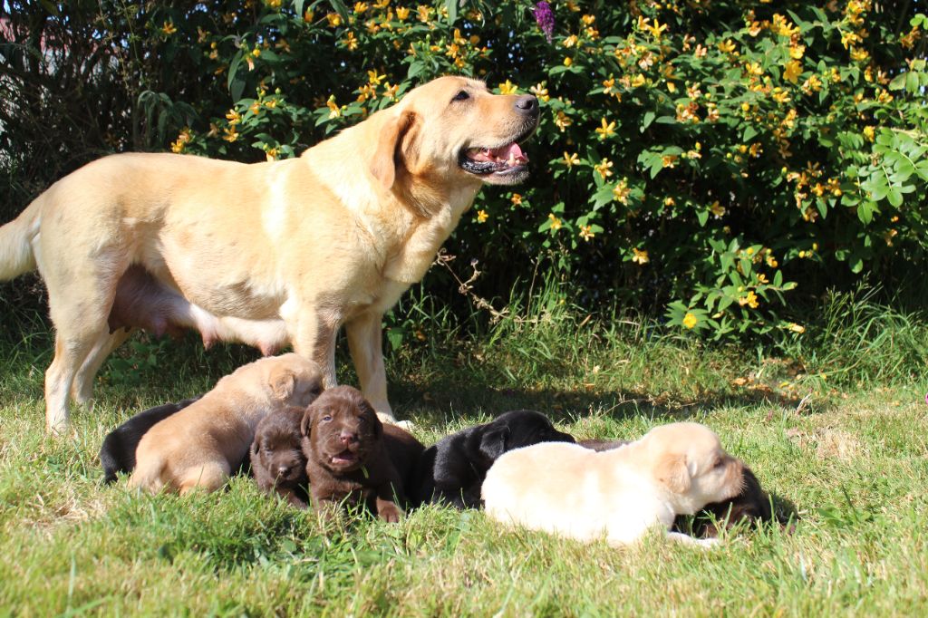 De L'harmonie Du Bonheur - Chiot labrador à réserver