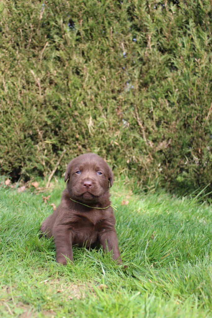 Chiot labrador