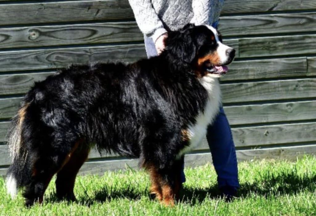 Bientôt des chiots vont naitre
