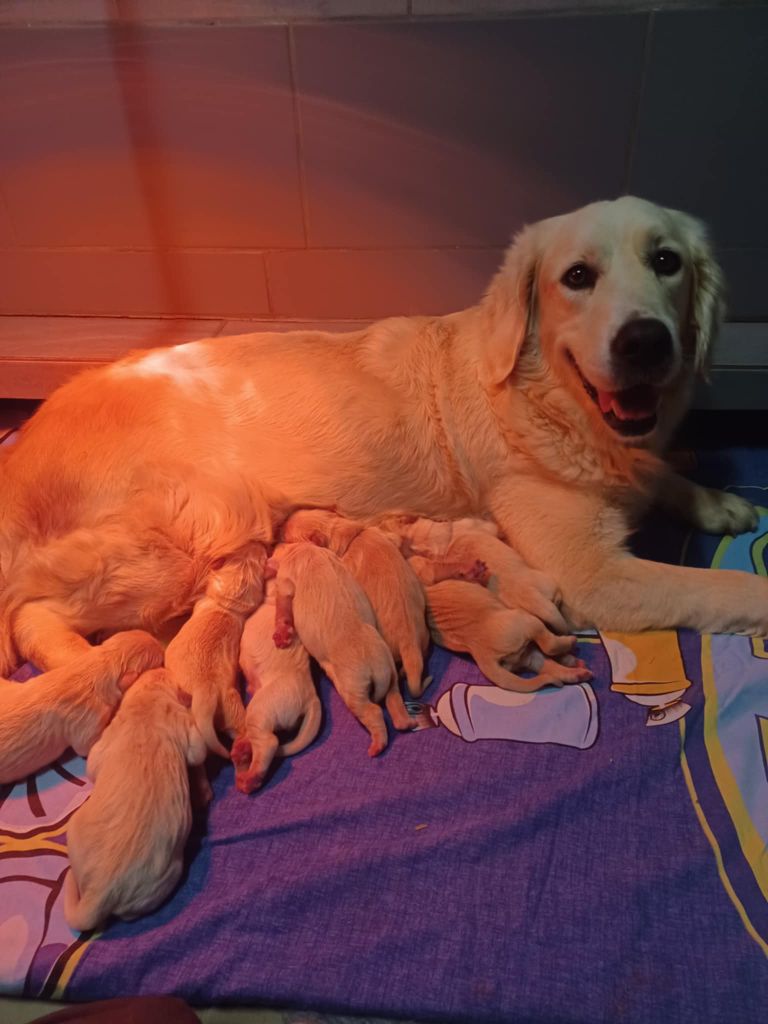 Les chiots sont nés