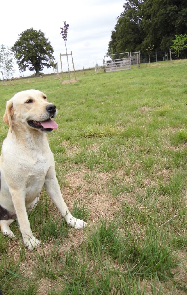 Chiot labrador à venir