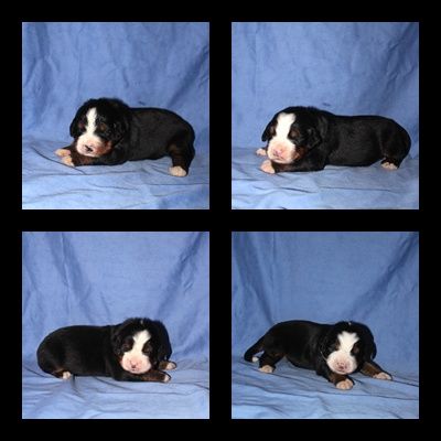 Les chiots sont nés