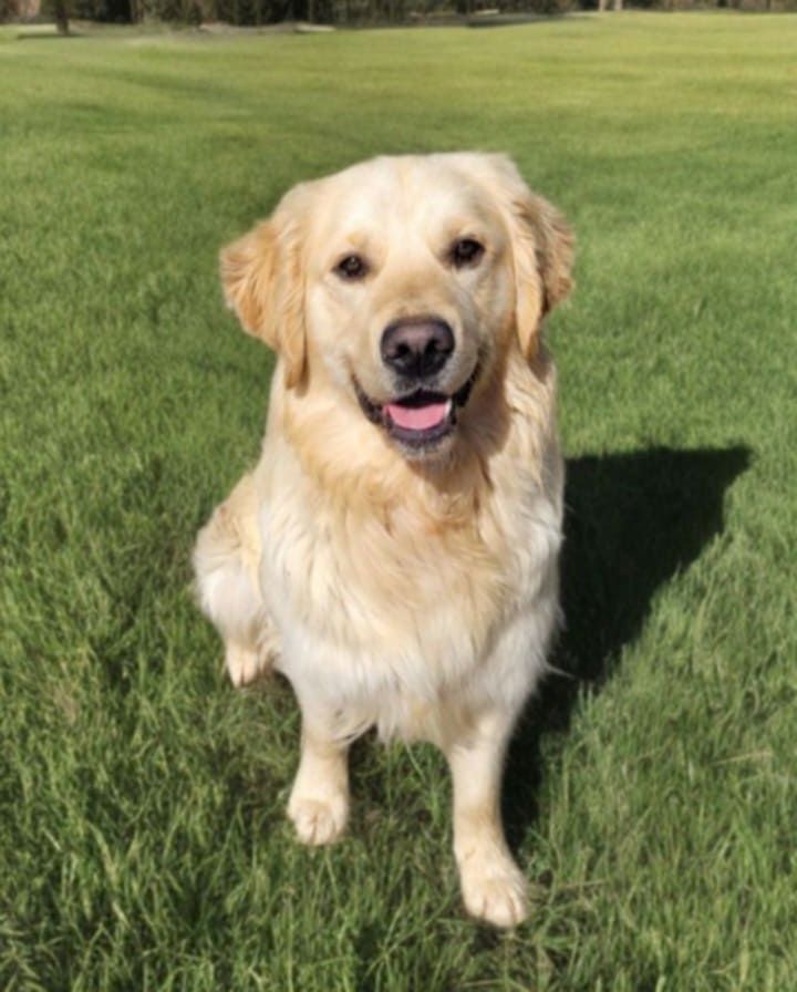 Bientôt des chiots vont naitre