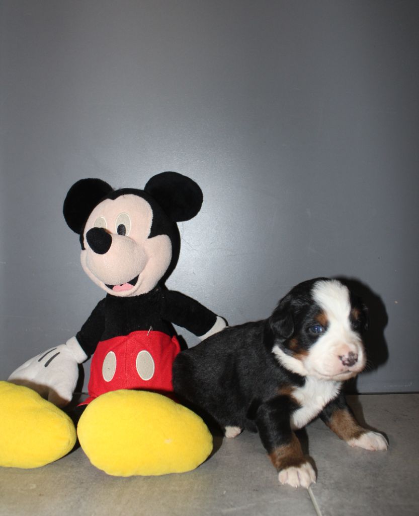 De L'harmonie Du Bonheur - Chiots disponibles - Bouvier Bernois