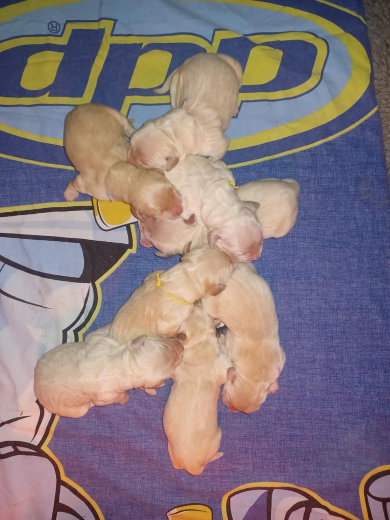 De L'harmonie Du Bonheur - Chiots disponibles - Golden Retriever
