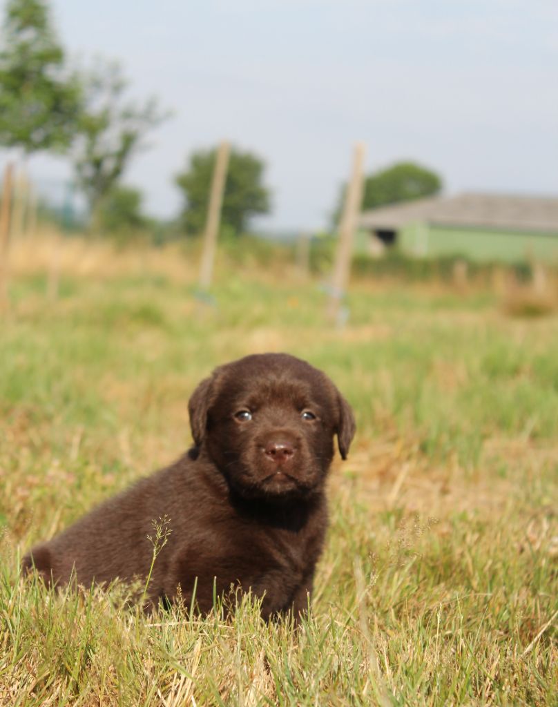 De L'harmonie Du Bonheur - Chiots disponibles - Labrador Retriever