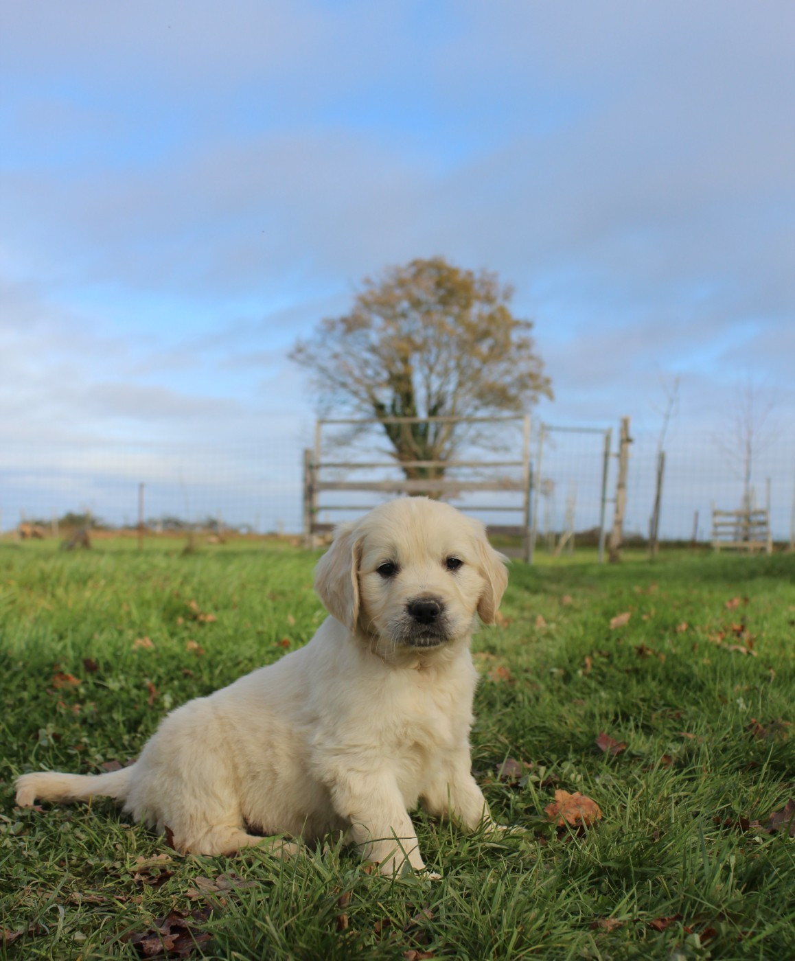 De L'harmonie Du Bonheur - Chiots disponibles - Golden Retriever