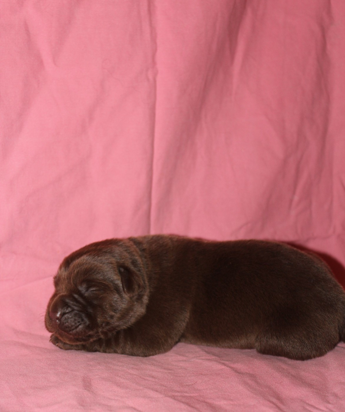 De L'harmonie Du Bonheur - Chiots disponibles - Labrador Retriever