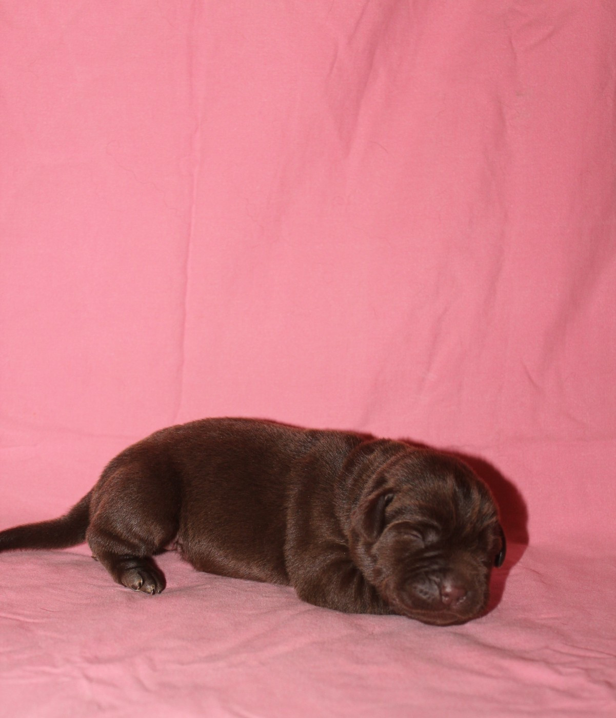 De L'harmonie Du Bonheur - Chiots disponibles - Labrador Retriever