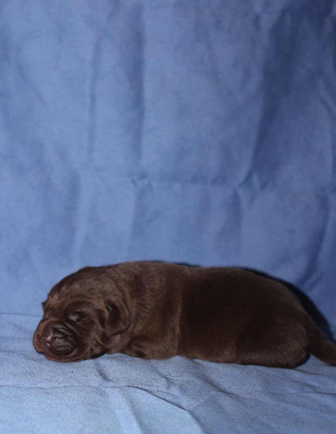 De L'harmonie Du Bonheur - Chiots disponibles - Labrador Retriever