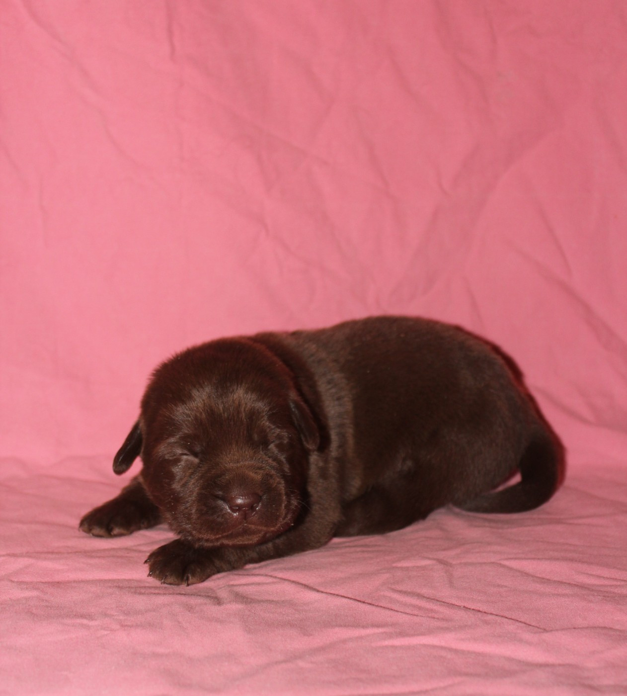 De L'harmonie Du Bonheur - Chiots disponibles - Labrador Retriever