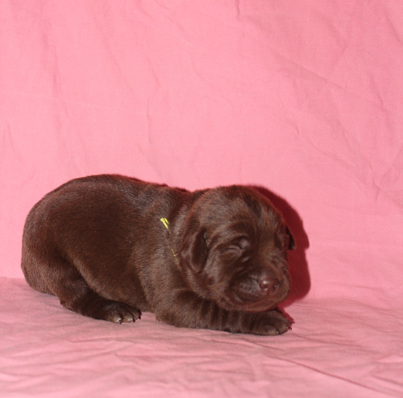 De L'harmonie Du Bonheur - Chiots disponibles - Labrador Retriever