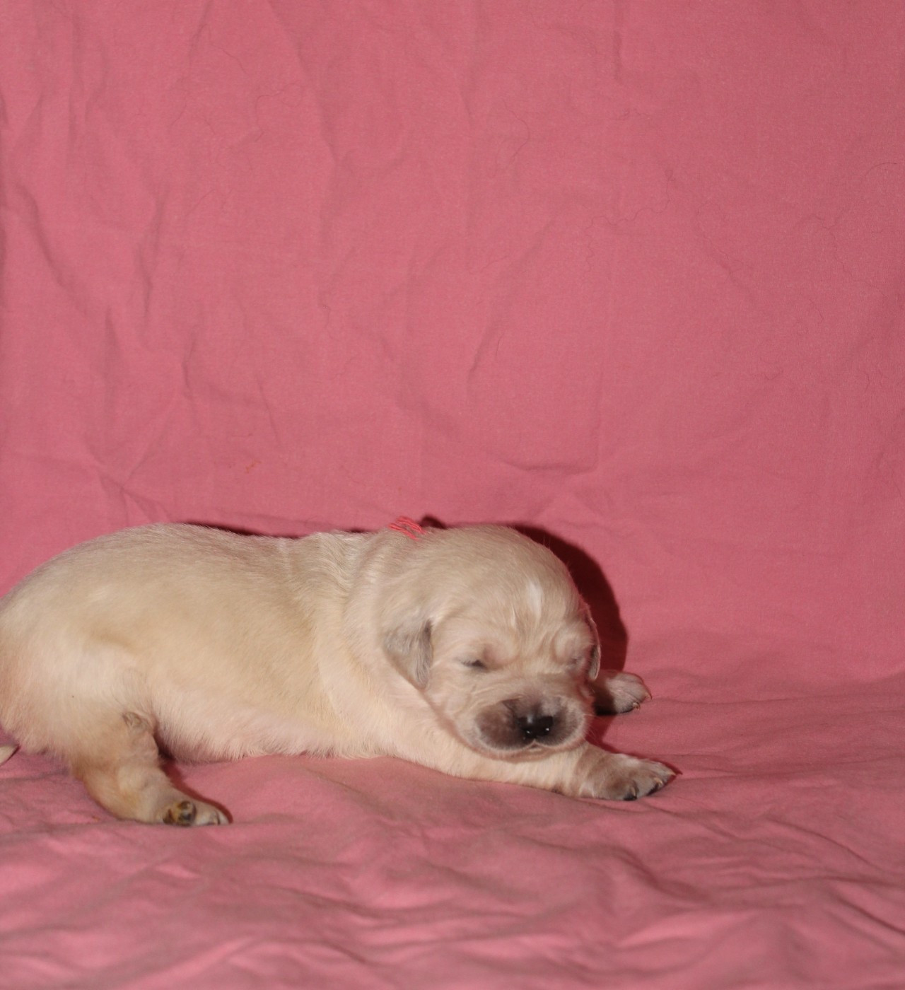 De L'harmonie Du Bonheur - Golden Retriever - Portée née le 24/12/2025