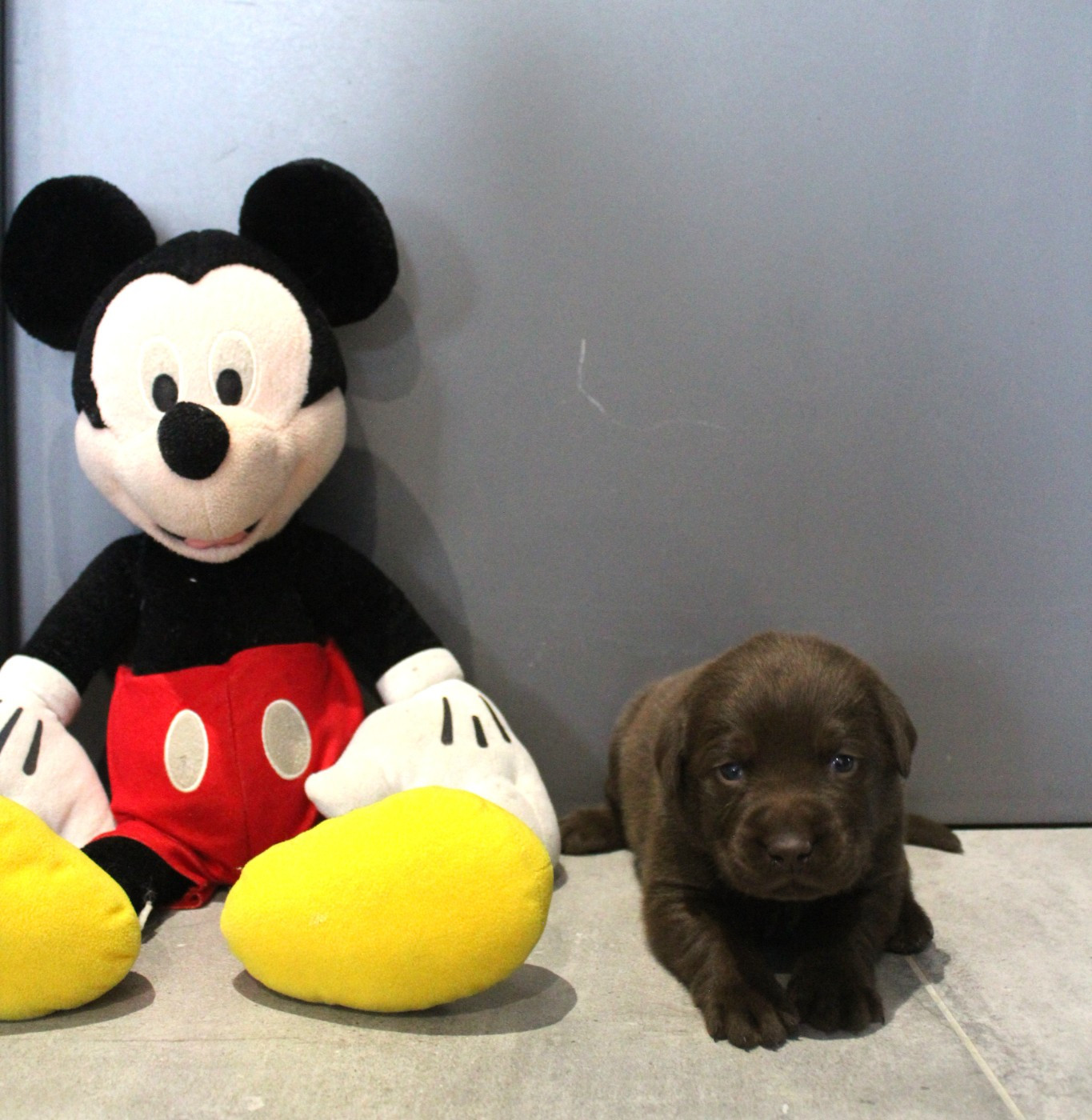 De L'harmonie Du Bonheur - Chiots disponibles - Labrador Retriever