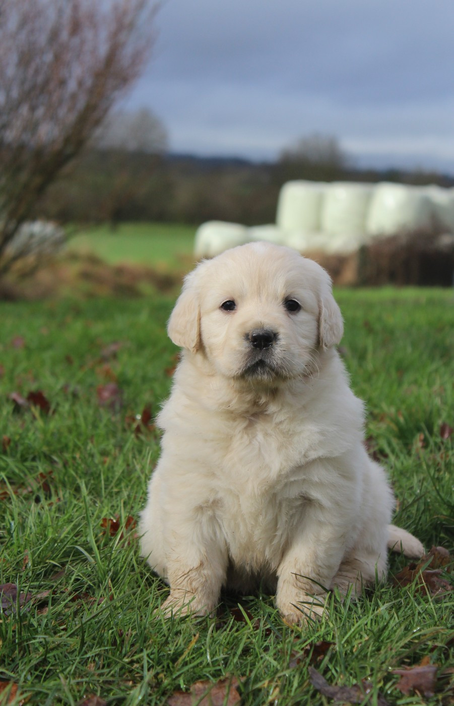De L'harmonie Du Bonheur - Golden Retriever - Portée née le 24/12/2025