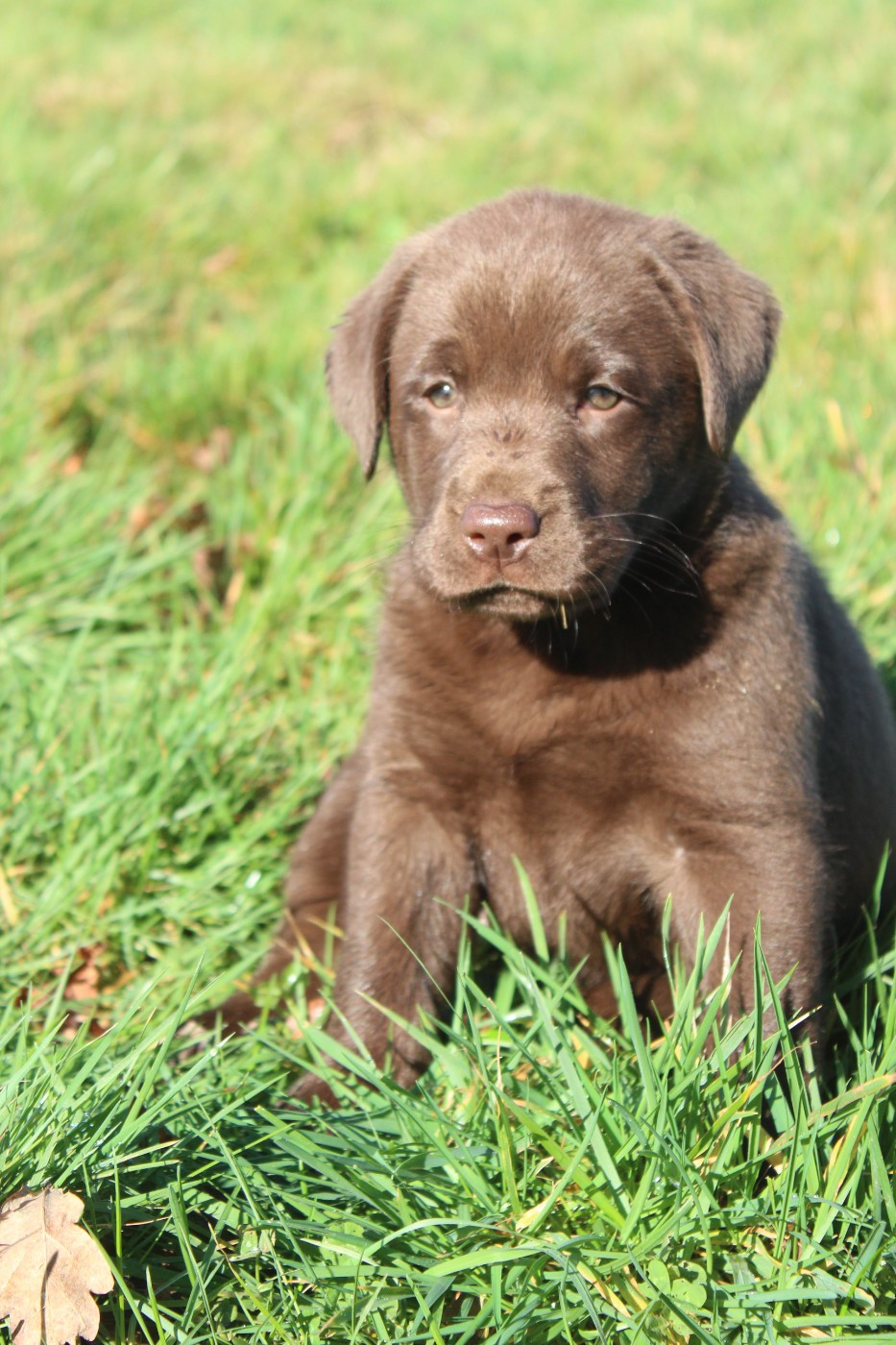 De L'harmonie Du Bonheur - Labrador Retriever - Portée née le 21/12/2025