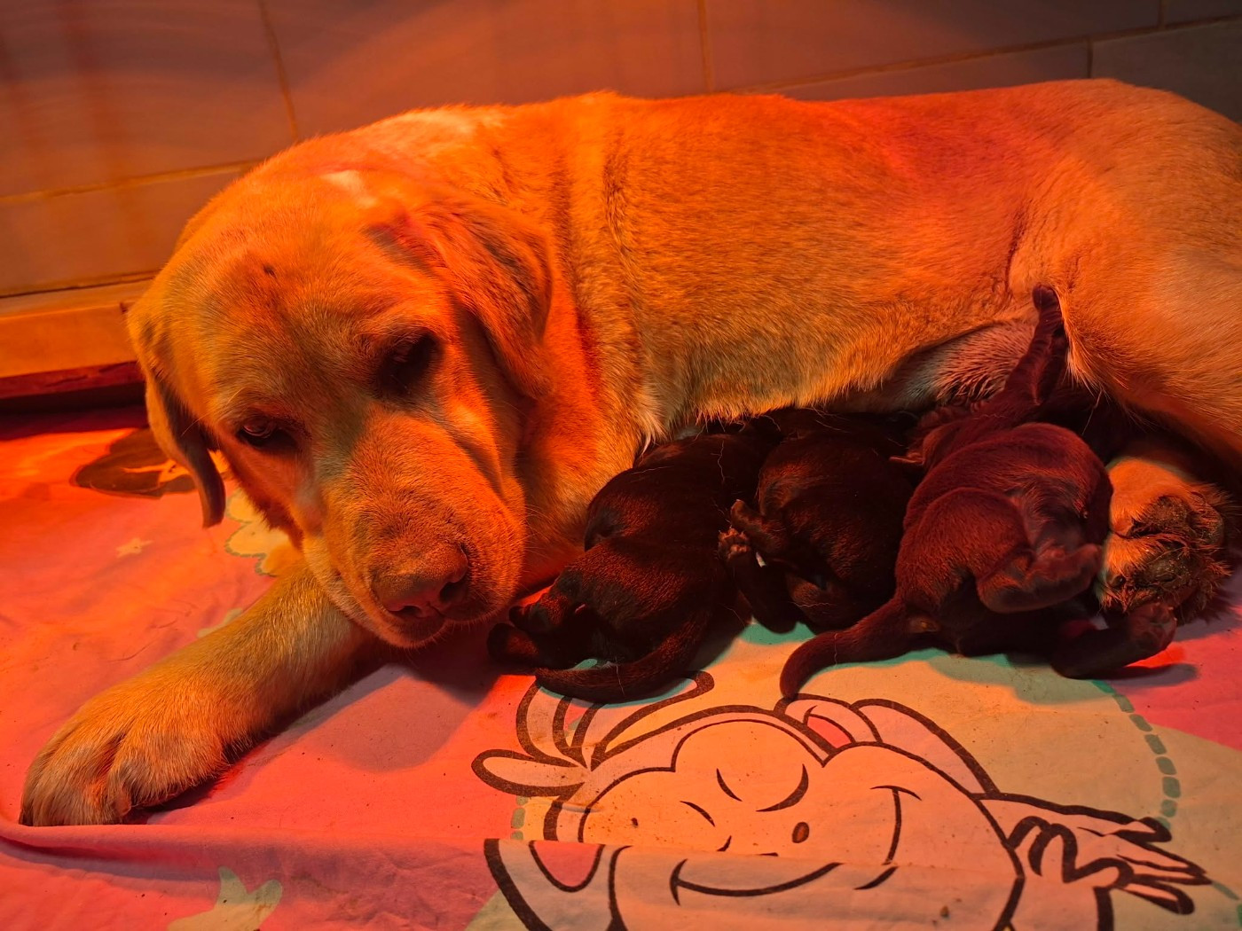 De L'harmonie Du Bonheur - Chiots disponibles - Labrador Retriever