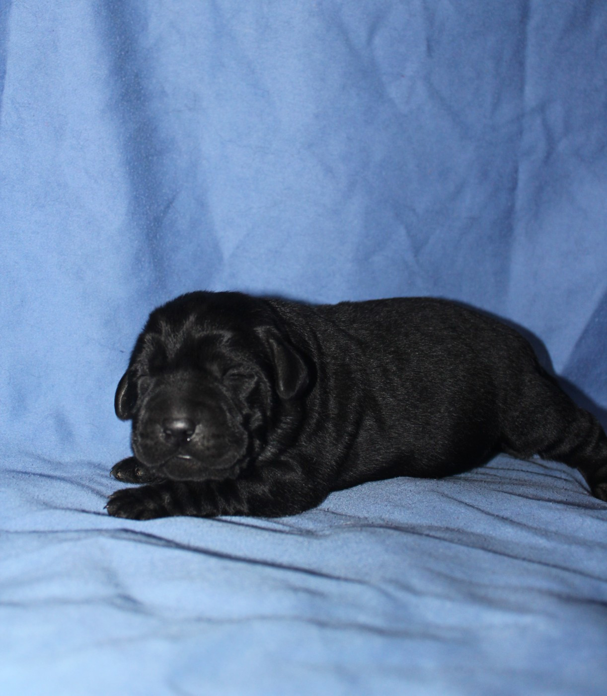 De L'harmonie Du Bonheur - Chiots disponibles - Labrador Retriever