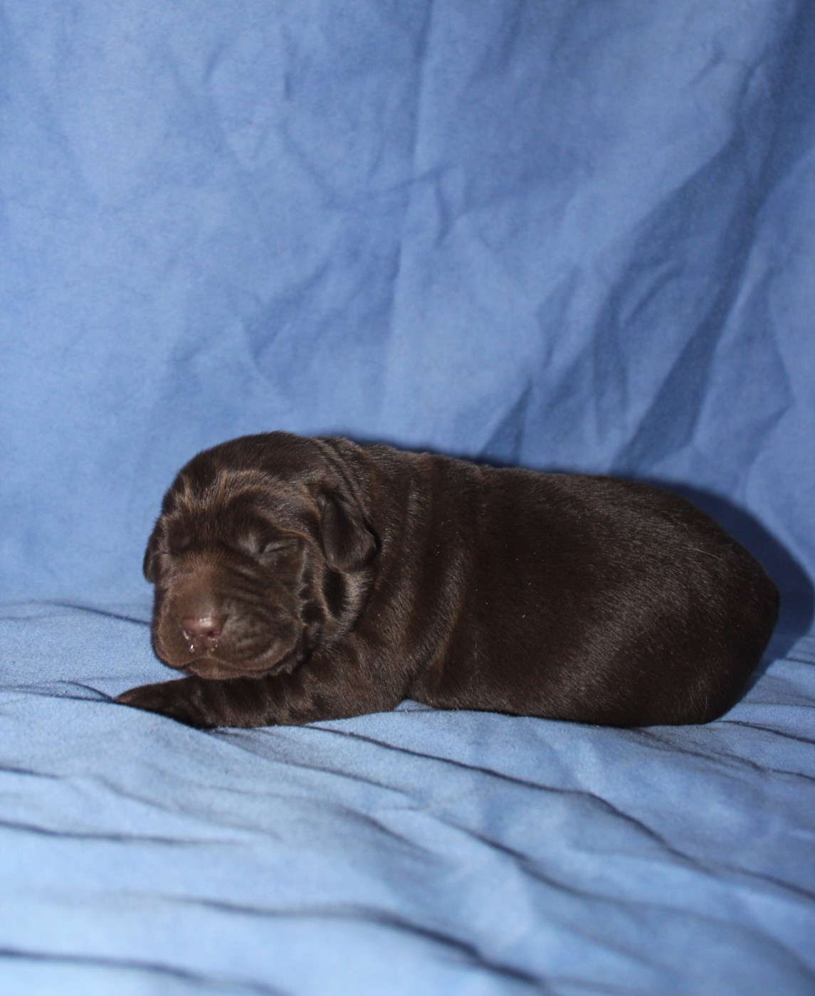 De L'harmonie Du Bonheur - Chiots disponibles - Labrador Retriever