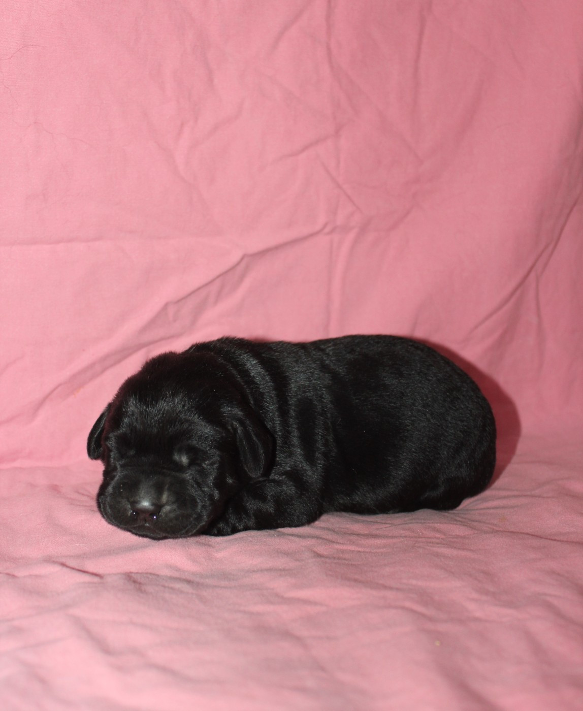 De L'harmonie Du Bonheur - Chiots disponibles - Labrador Retriever