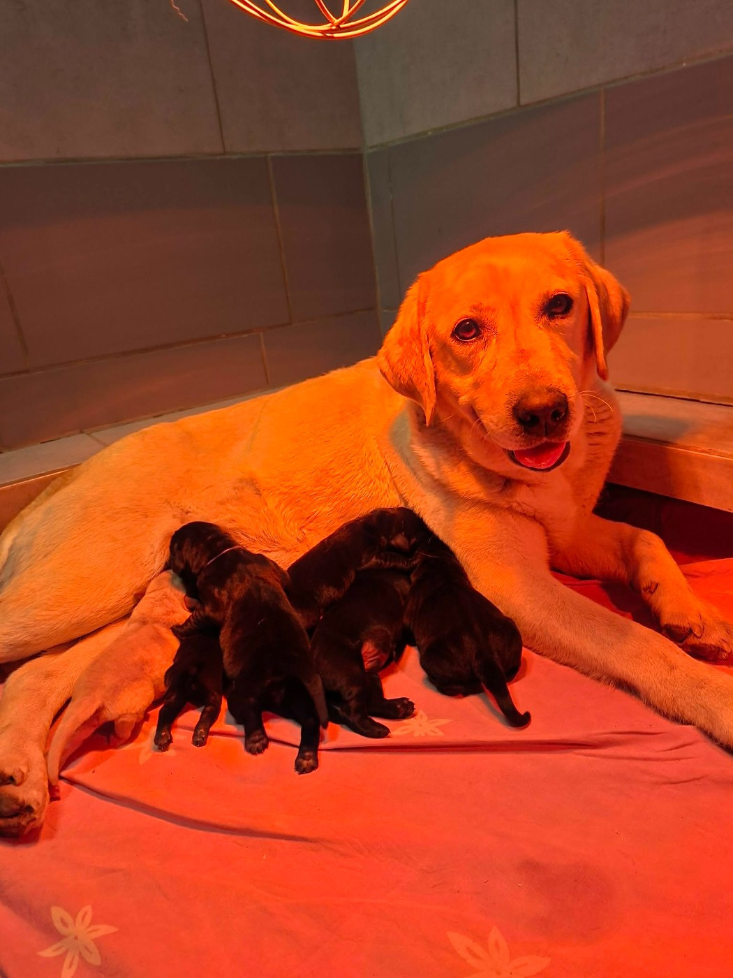 De L'harmonie Du Bonheur - Chiots disponibles - Labrador Retriever