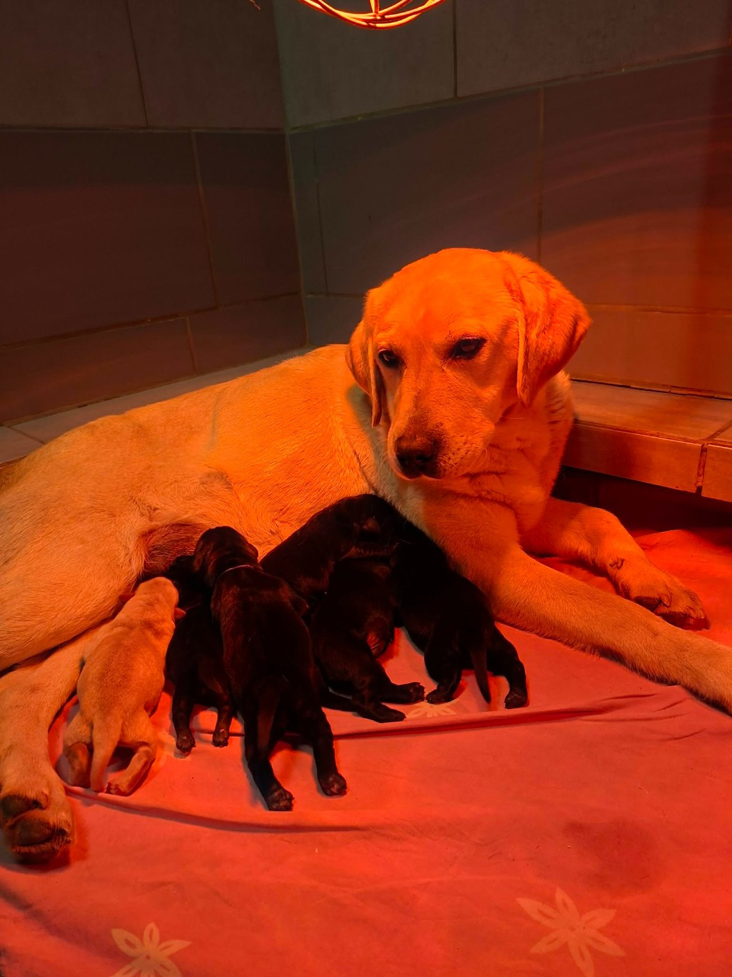 De L'harmonie Du Bonheur - Chiots disponibles - Labrador Retriever