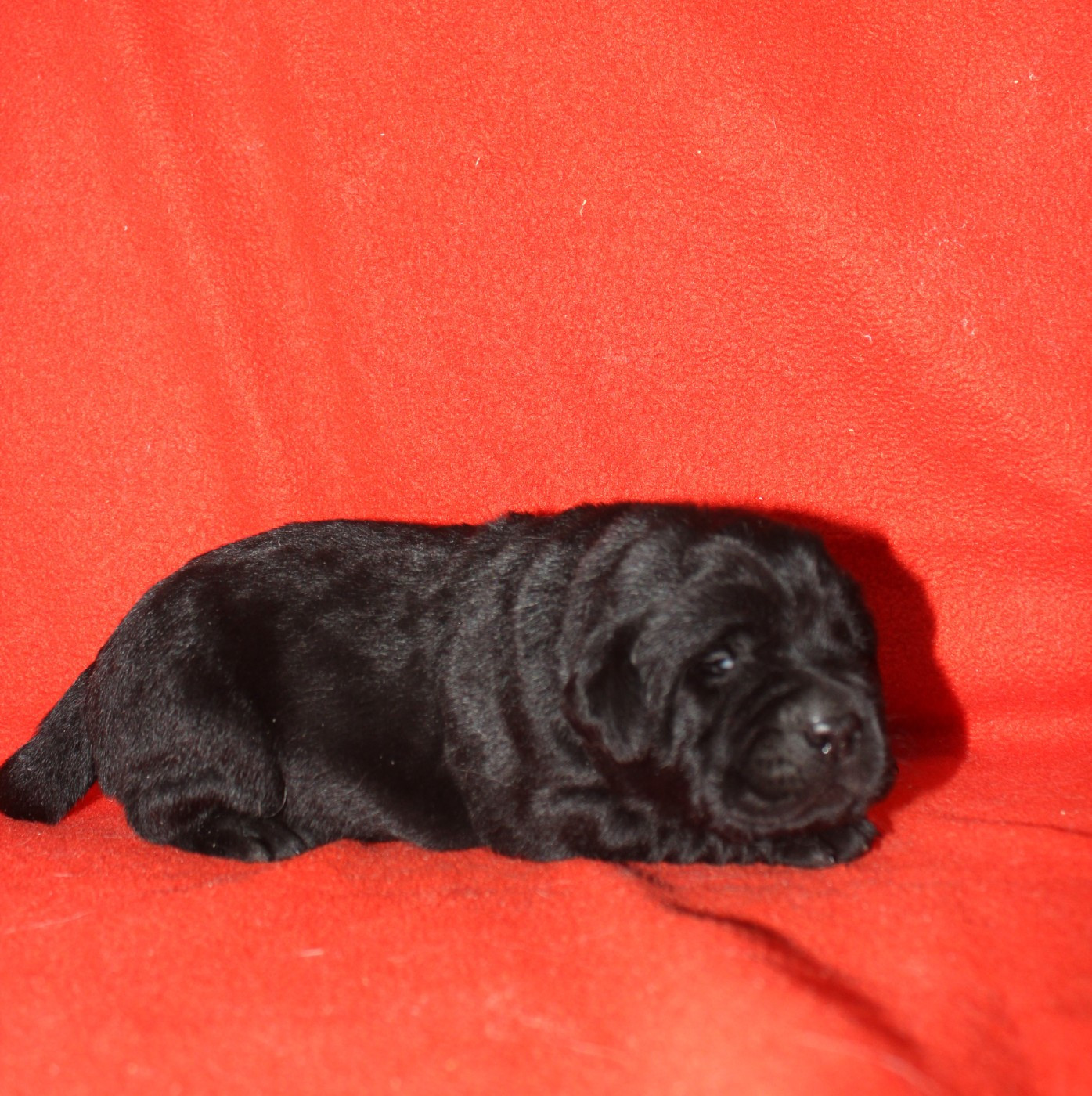 De L'harmonie Du Bonheur - Chiots disponibles - Labrador Retriever