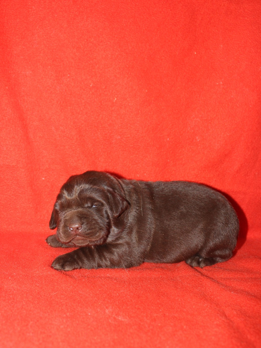 De L'harmonie Du Bonheur - Chiots disponibles - Labrador Retriever