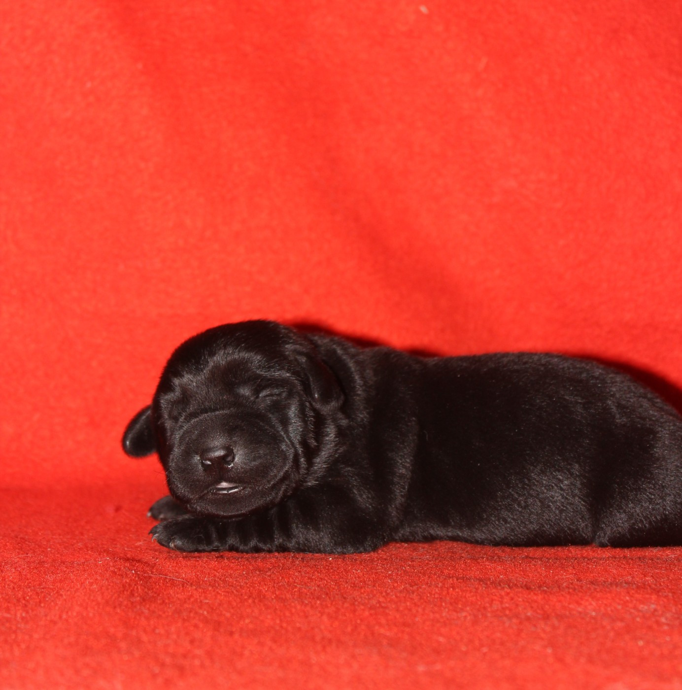 De L'harmonie Du Bonheur - Chiots disponibles - Labrador Retriever