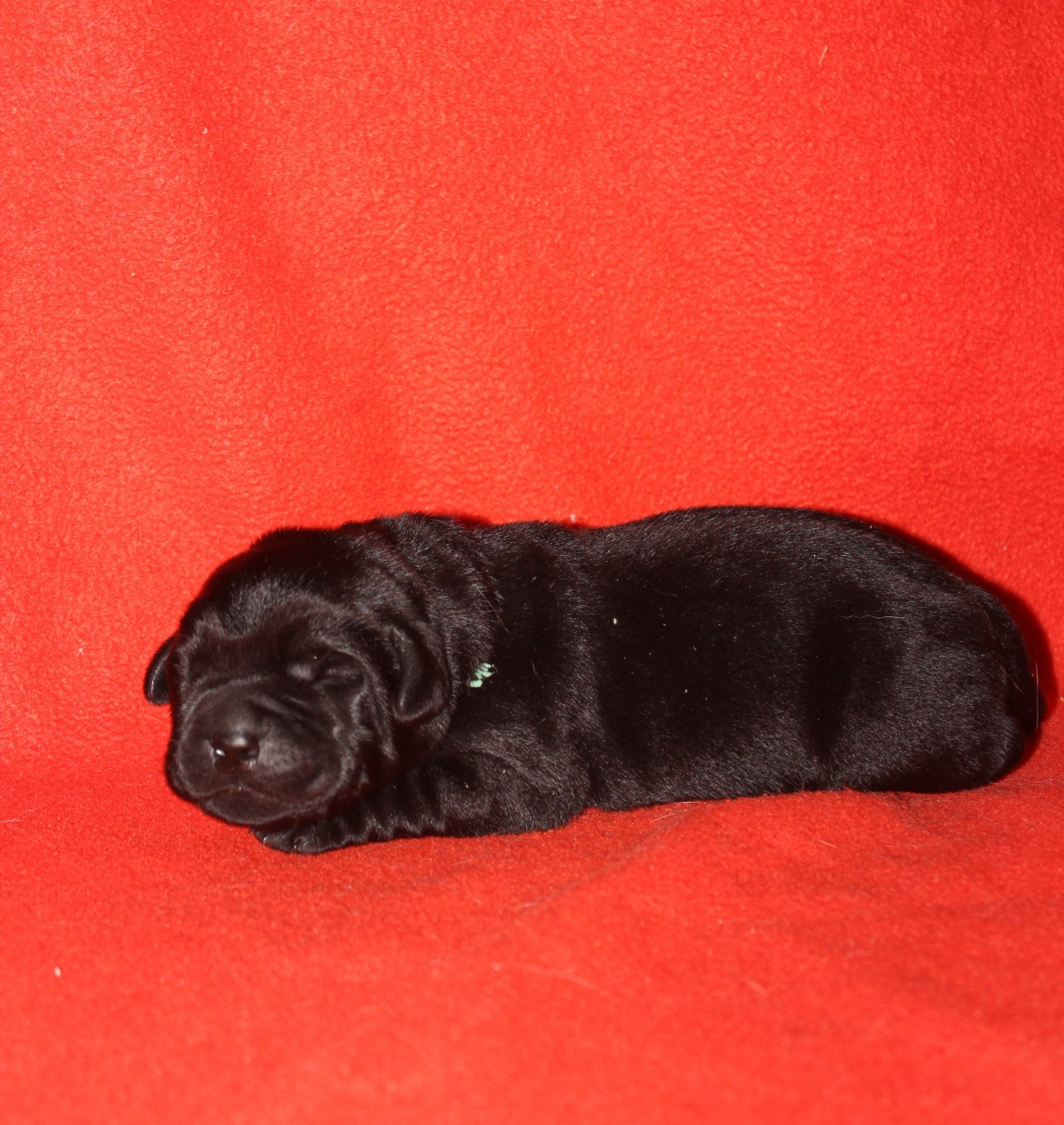 De L'harmonie Du Bonheur - Chiots disponibles - Labrador Retriever