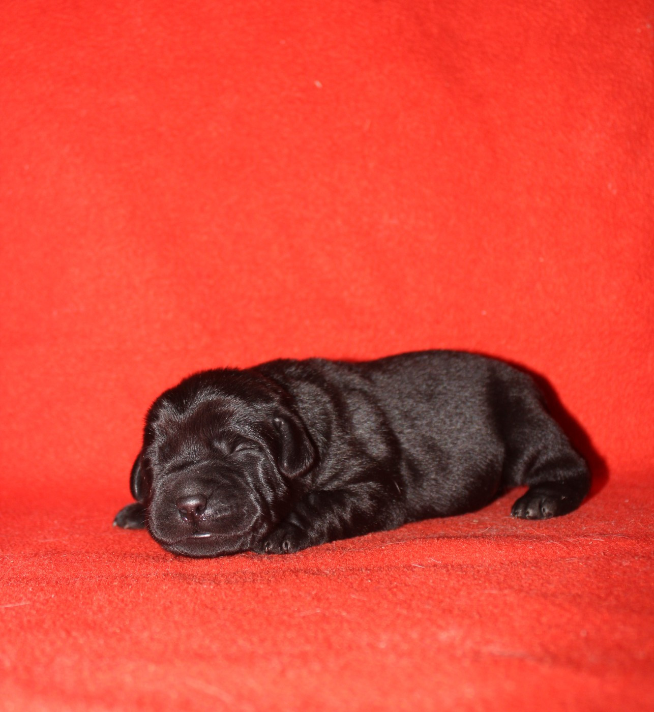 De L'harmonie Du Bonheur - Chiots disponibles - Labrador Retriever
