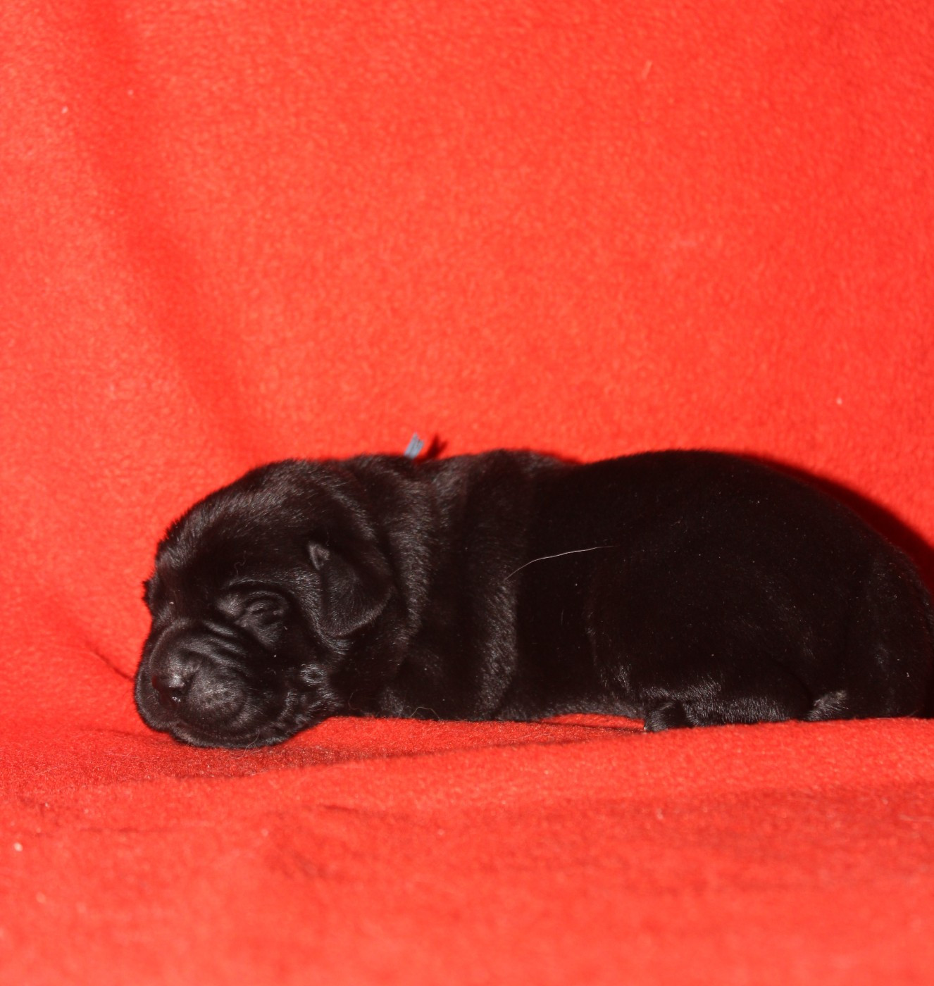 De L'harmonie Du Bonheur - Chiots disponibles - Labrador Retriever