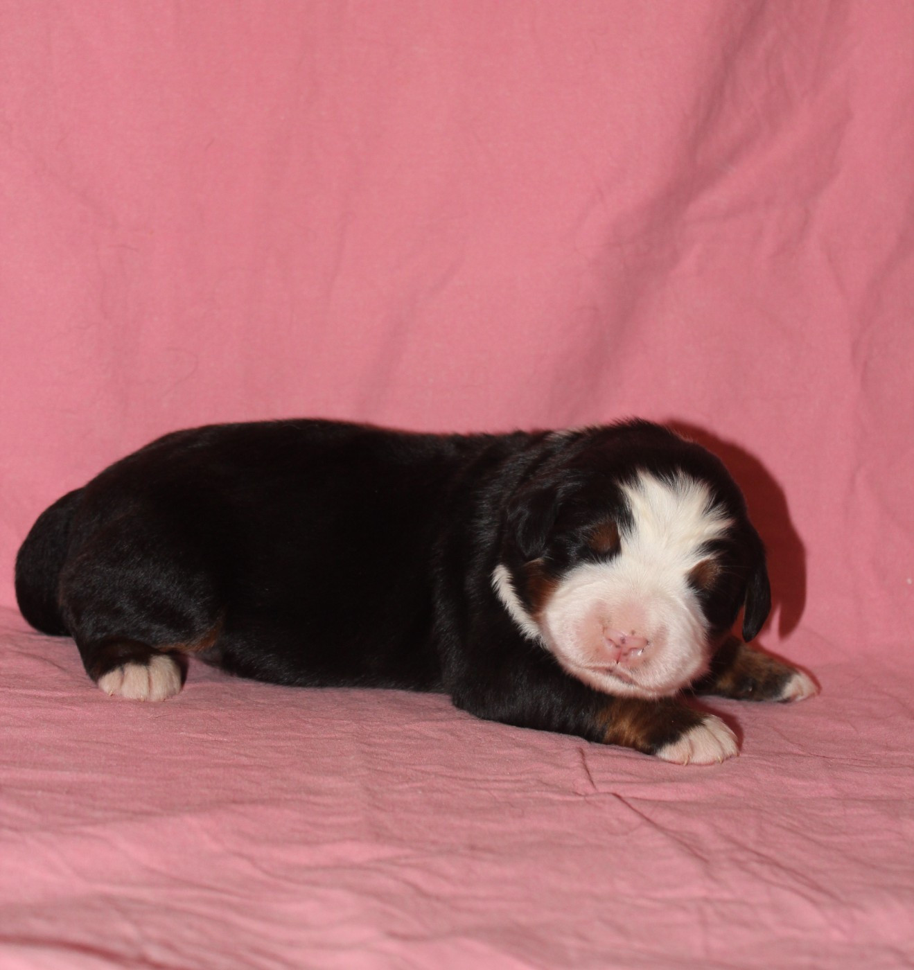 De L'harmonie Du Bonheur - Bouvier Bernois - Portée née le 28/03/2026